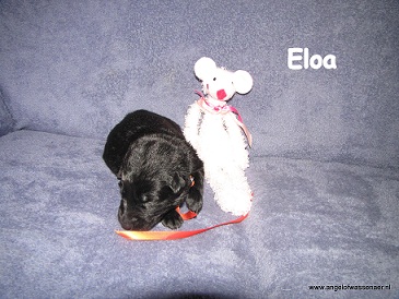 Eloa, zwarte teef, 2 weken jong